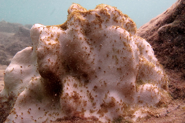 Early signs of mortality on bleached coral colony.