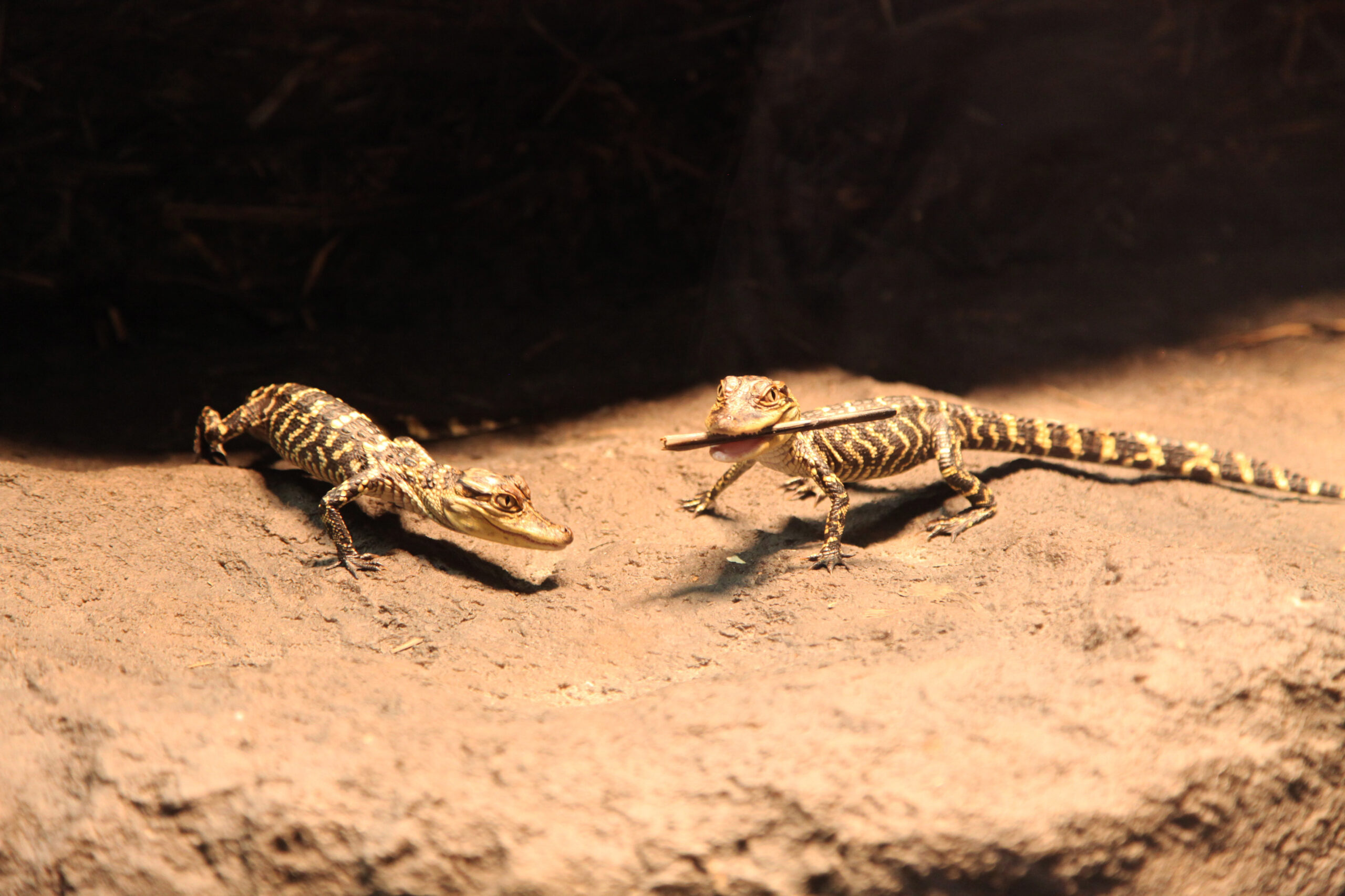 American alligator hatchlings