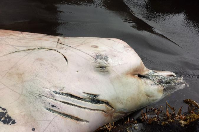 Possible New Whale Species Discovered In Pacific Ocean