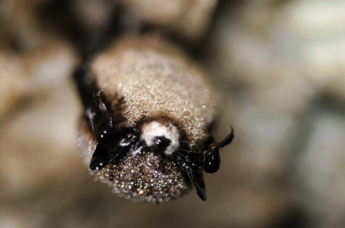 Students Engineer Help For Bats Fighting White Nose Syndrome