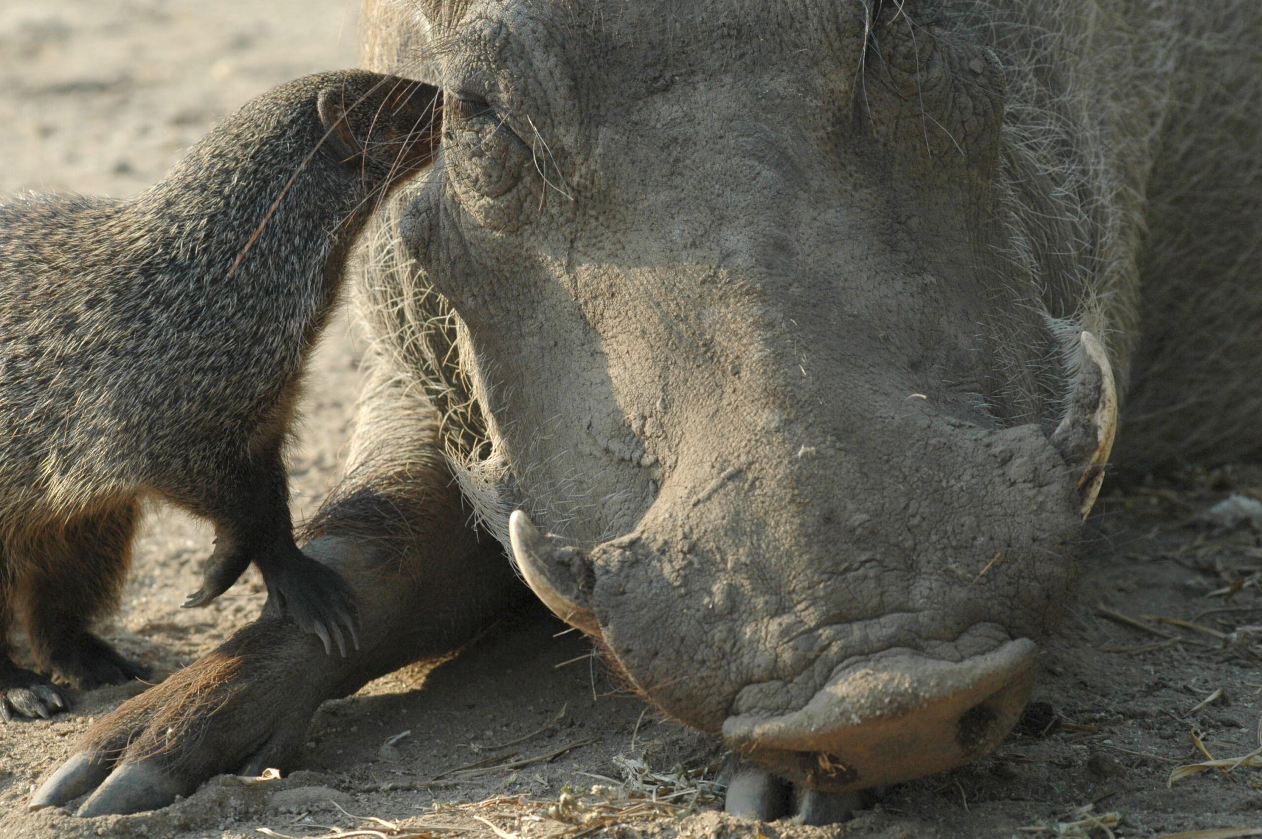 Warthogs Take Themselves To Mongoose Cleaners 