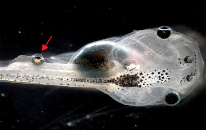 Scientists Put A Working Eyeball On A Tadpole’s Tail