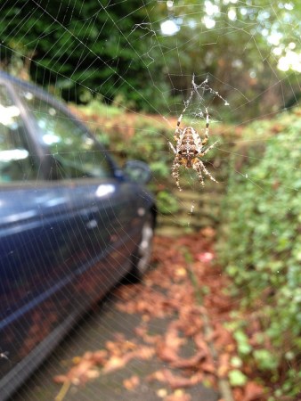 Your Car Might Contain Hidden Spider Stowaways