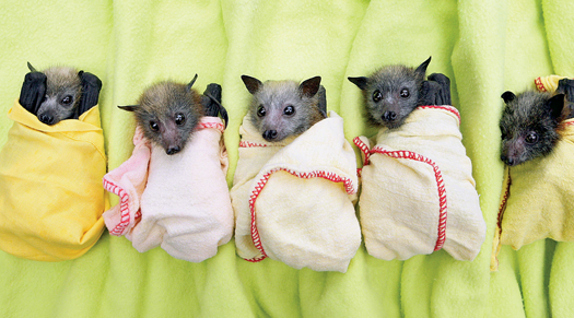 Bats Out of Hell: Rescue Efforts for Some of the Smallest Victims of Australia’s Floods