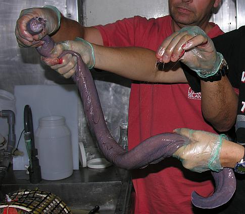 Hagfish