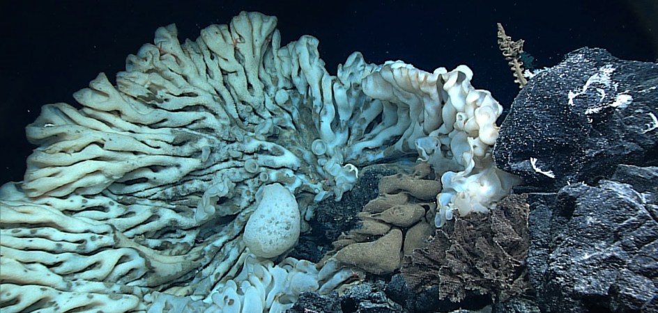 This Might Be The Largest Sponge In The World