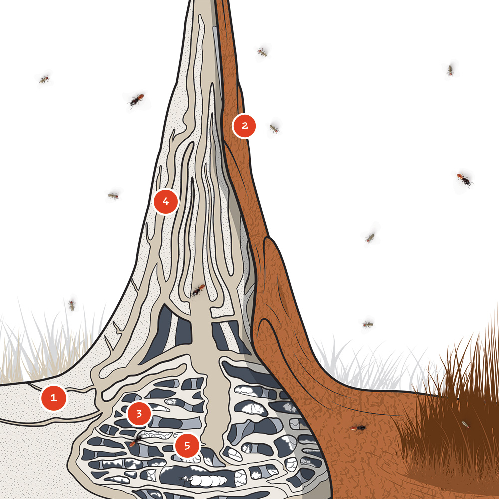 termite hill diagram