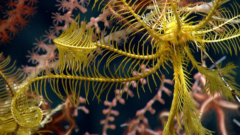 Obama Designates First National Marine Monument In Atlantic