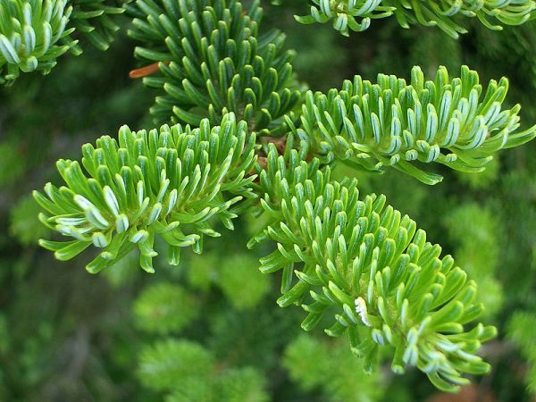 How Genetics Is Perfecting The Christmas Tree