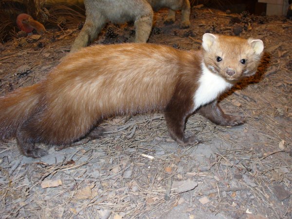 CERN Confirms: Large Hadron Collider Downed By Small Beech Marten