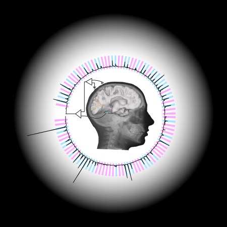 Mind-Reading Algorithm Knows What You’re Looking At