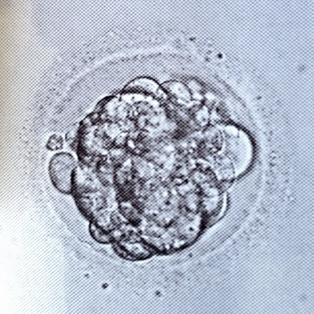 Mammal Embryos Develop Normally In Space