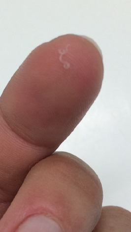 a worm on a finger