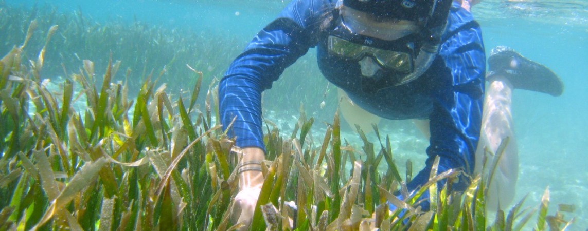 Coral reefs show signs of climate stress, but there’s still hope