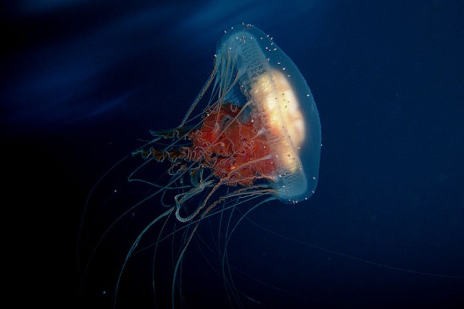 Space-Born Jellyfish Hate Life On Earth