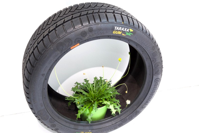 The rubber dandelion can be used to make tires.