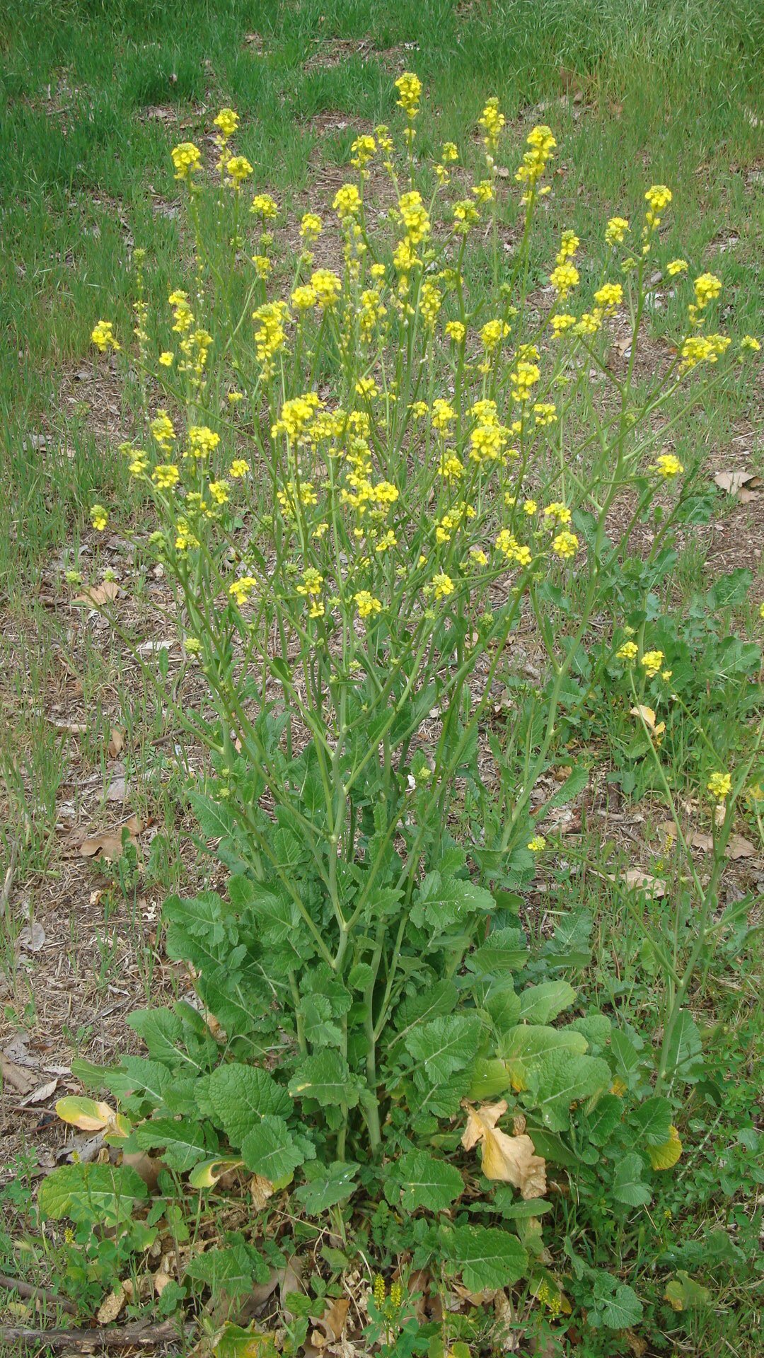 wild mustard