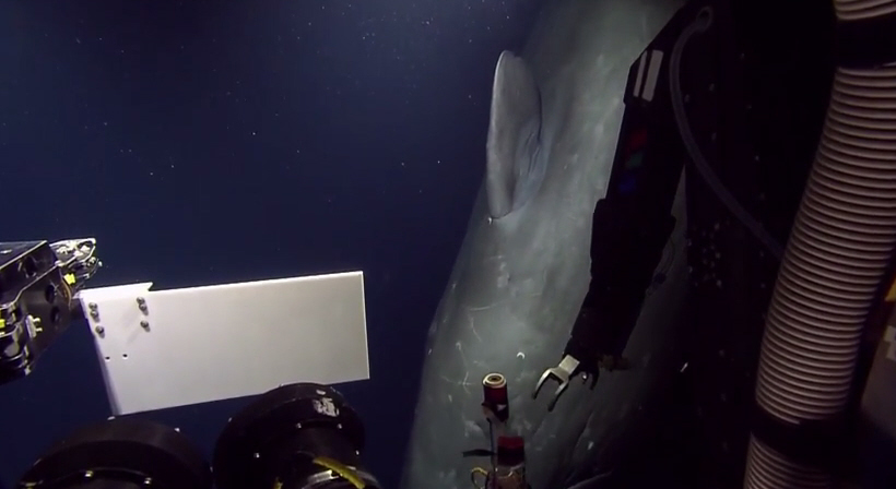 Underwater Robot Surprised By Sperm Whale [Video]