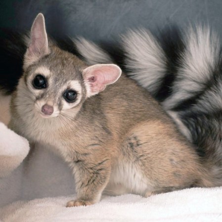 Mystery Animal Contest: Who Is This Wide-Eyed Flufftail?