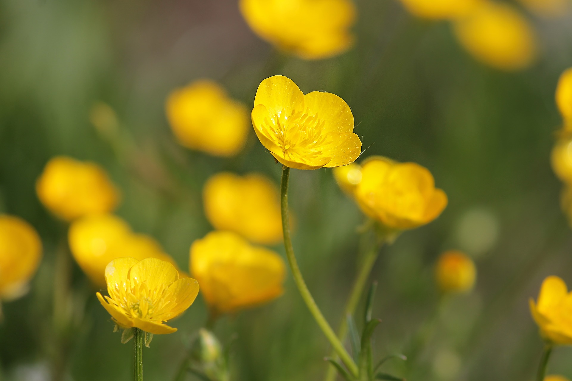 Buttercups are dormancy-prone plants.