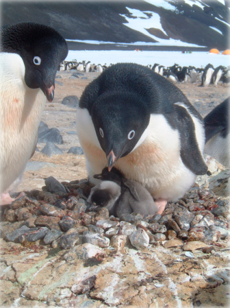 Is Global Warming Creating Penguin Winners And Losers?