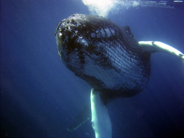 A disturbing number of humpback whales are dying off the east coast