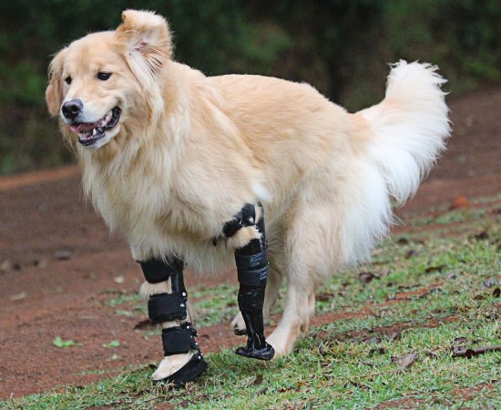 Q&A With An Animal Prosthetist