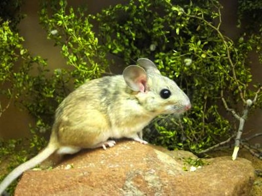 Eating Poo Helps Packrats Digest Toxic Plants