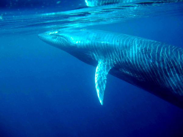 A Drone Filmed This Huge Whale Feeding For The First Time