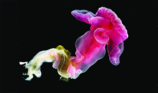 A Potentially New Worm Species In The Atlantic Ocean