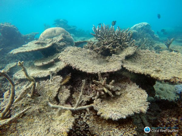 Dead Table Corals 