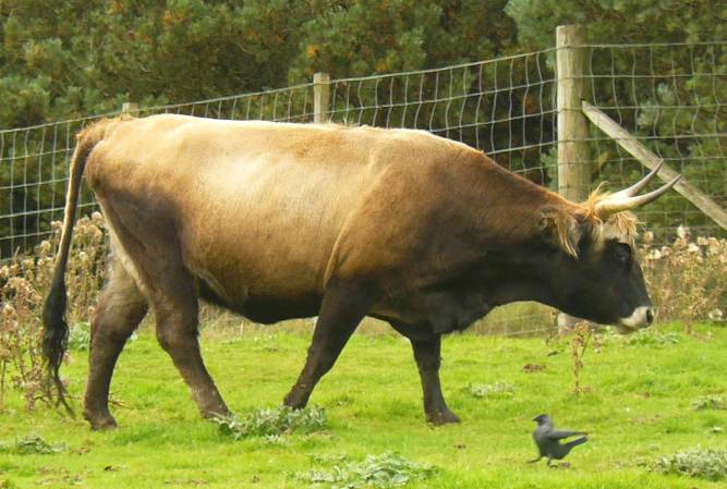 Nazi-Bred Cows Are Too Ferocious To Farm