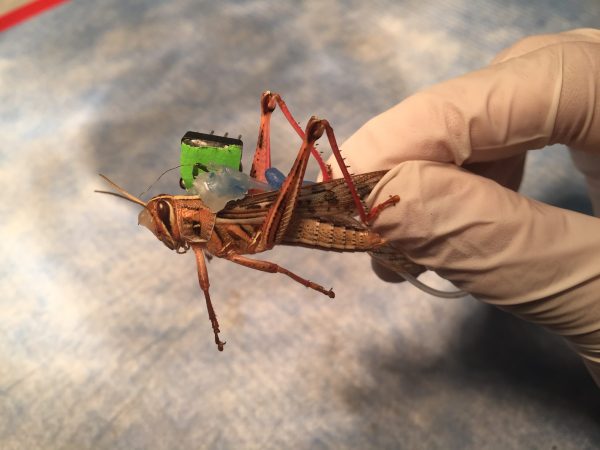 Brain-Jacked Locusts Could Be The Next Bomb Detectors