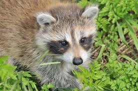 raccoon baby