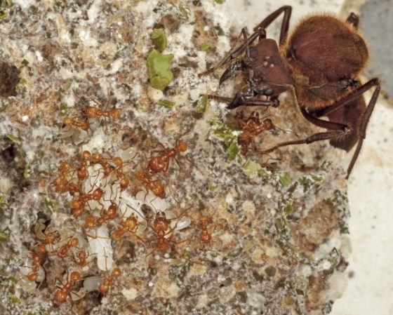 Ants Have Been Farming Fungi Since The Dinosaurs Died Out