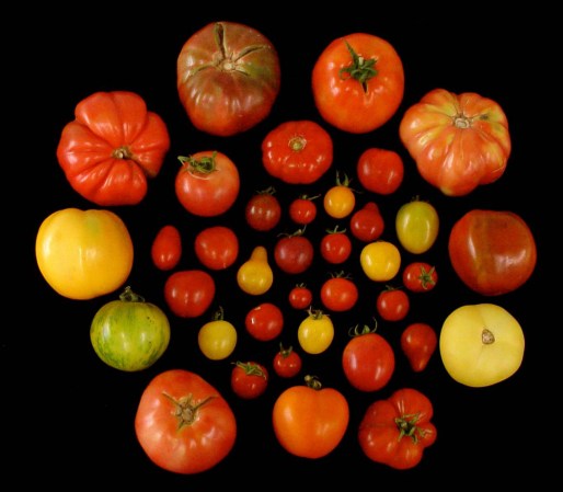 Scientists finally figured out how to make tomatoes taste good again