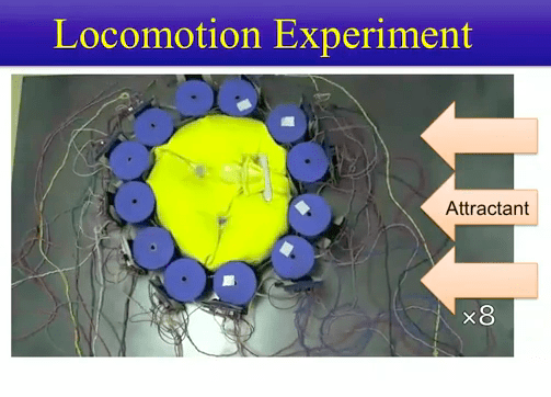 Video: Slime Mold Inspires Autonomous Brainless Undulating Robot