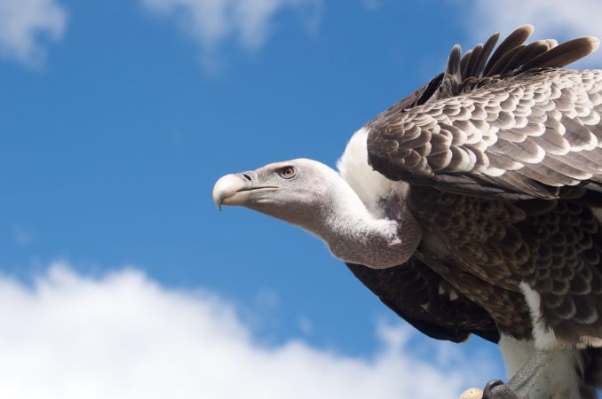 Scientists Create Electronic Eggs That Can Spy On Vultures