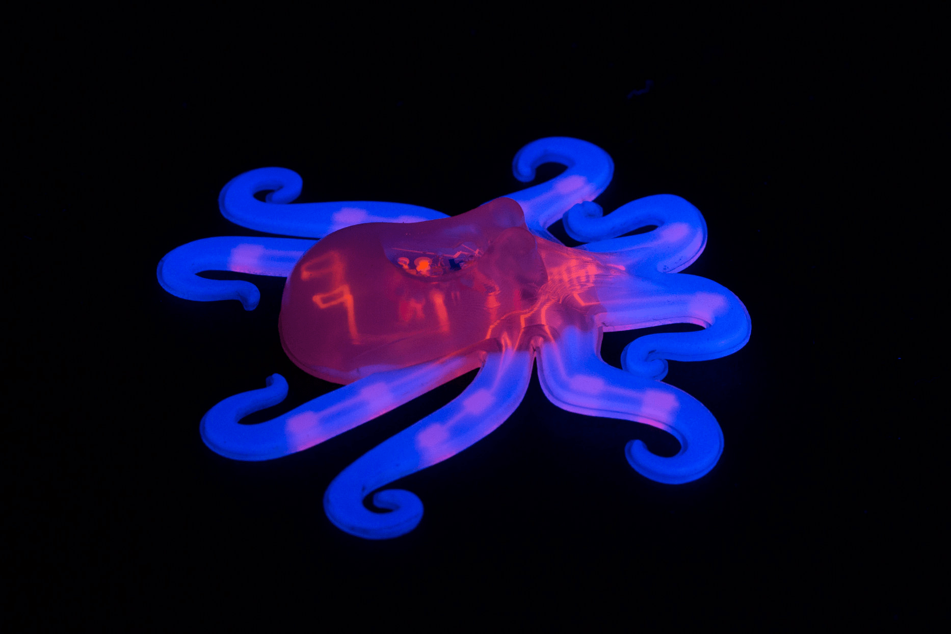 Octobot photography | Vizzies winner