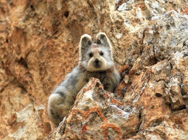 China’s Endangered ‘Magic Rabbit’ Photographed For The First Time In 20 Years
