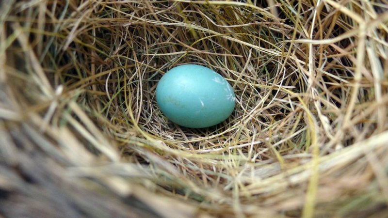 Robin's Egg