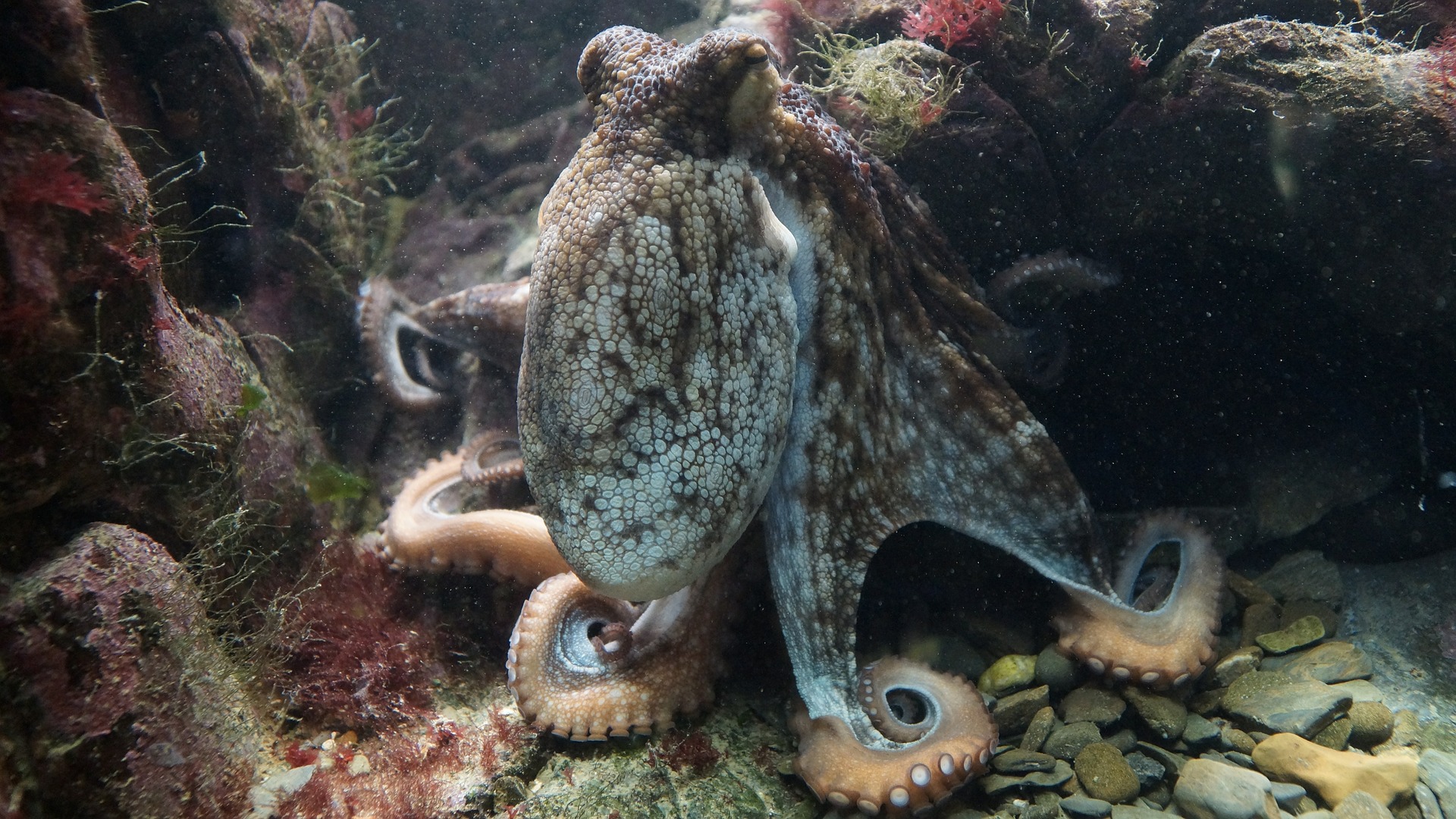 octopus hanging out