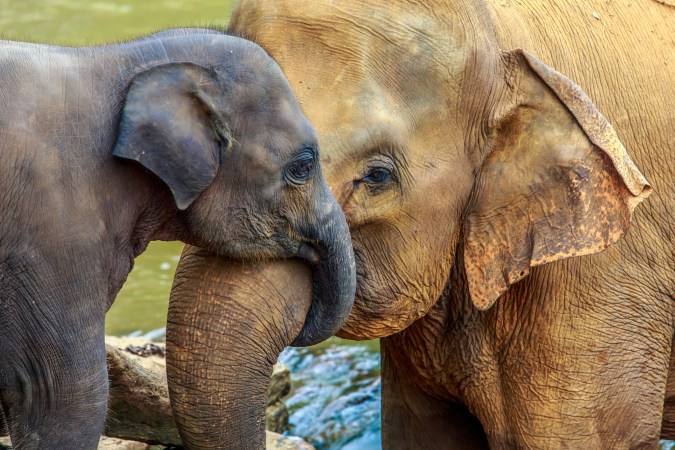 ‘Zombie genes’ could be why so few elephants die of cancer