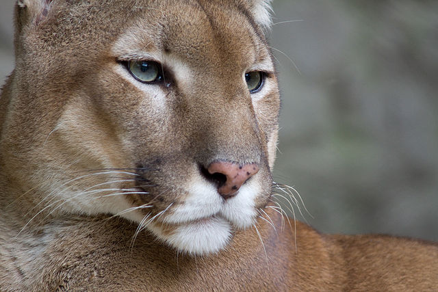 Mac OS X Mountain Lion Is Here