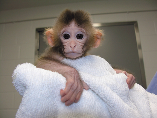 Scientists Engineer “Chimera” Primates to Combat Human Ailments