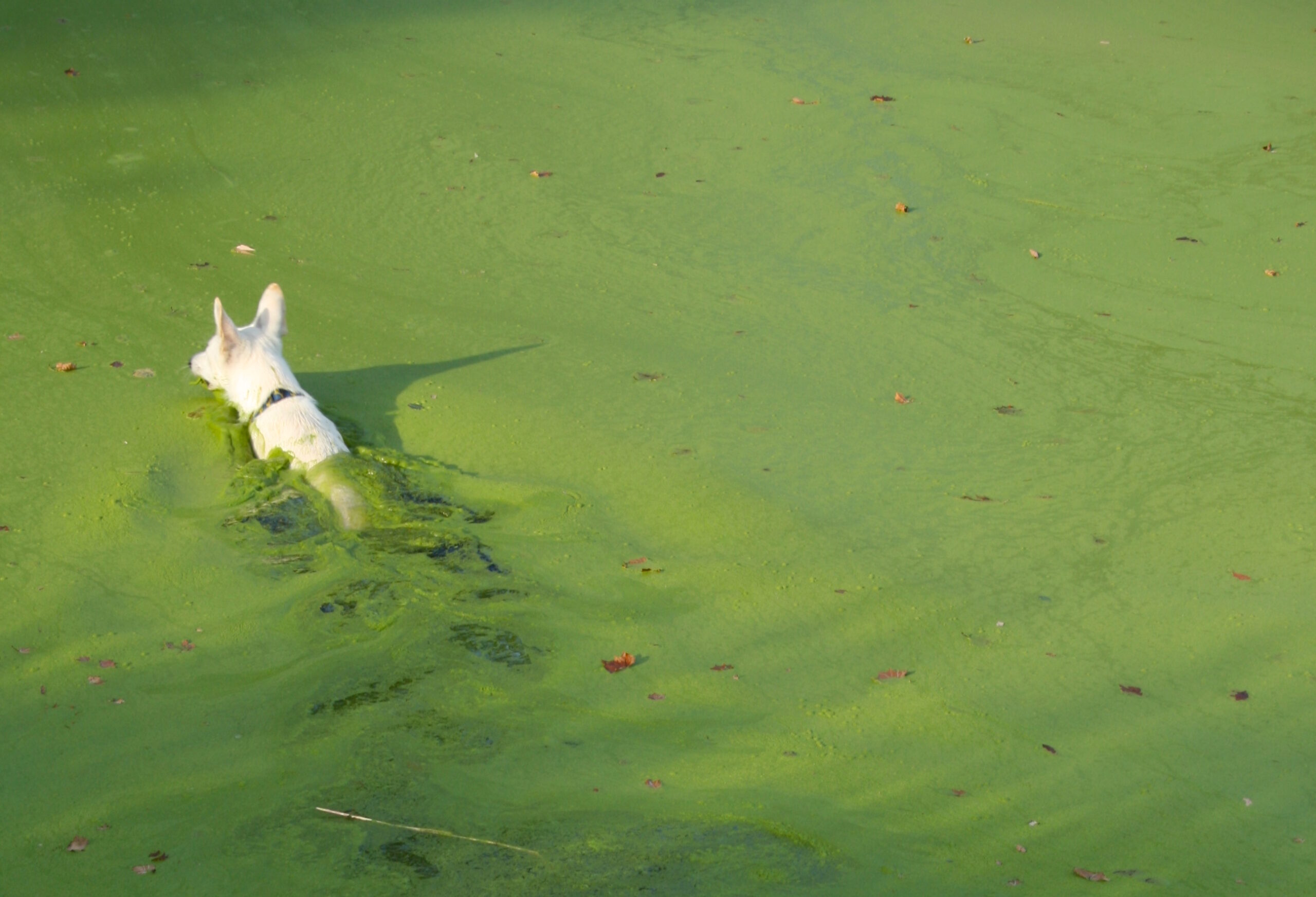 Dog swims through an algae bloom in North Carolina.