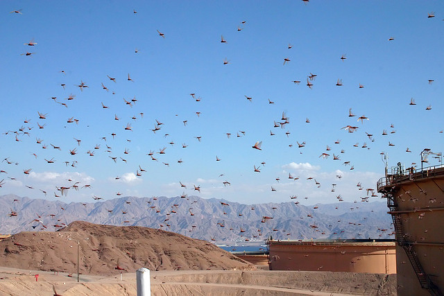 A Bug Swarm So Big It Shows Up On Weather Radar