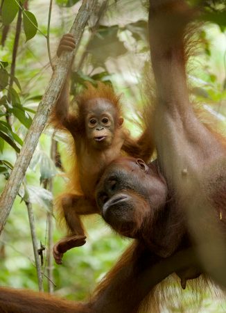 Some orangutans breastfeed their babies for over eight years