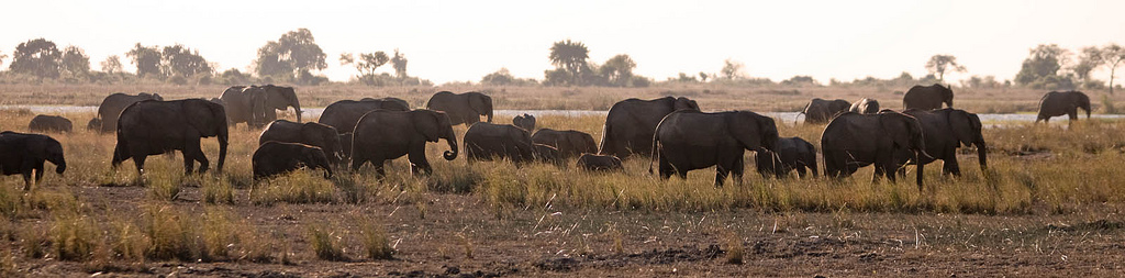 elephants