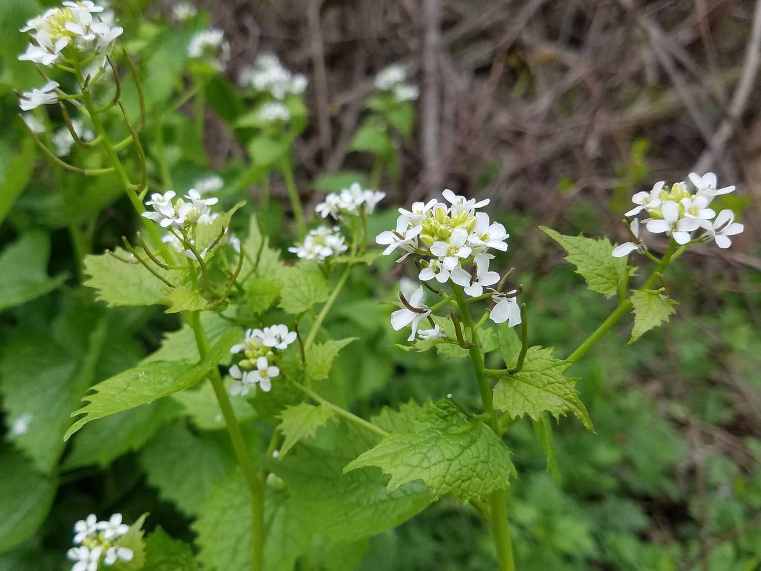 Garlic Mustard, *Alliaria petiolata*